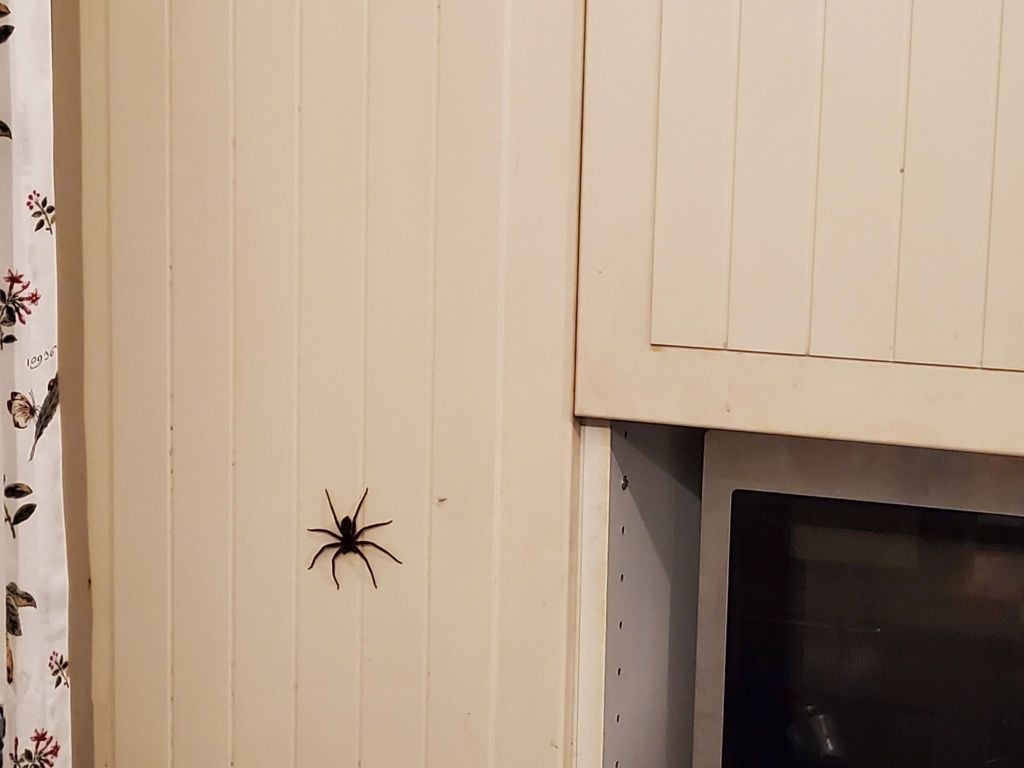 Spider on a door next to the microwave